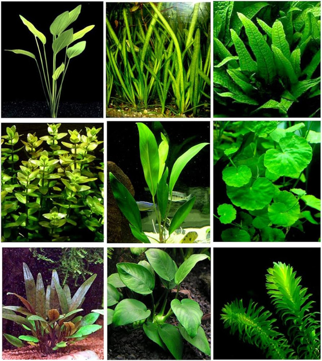 ISO Unwanted aquarium plants Read info in Fish for Rehoming in Saskatoon - Image 2