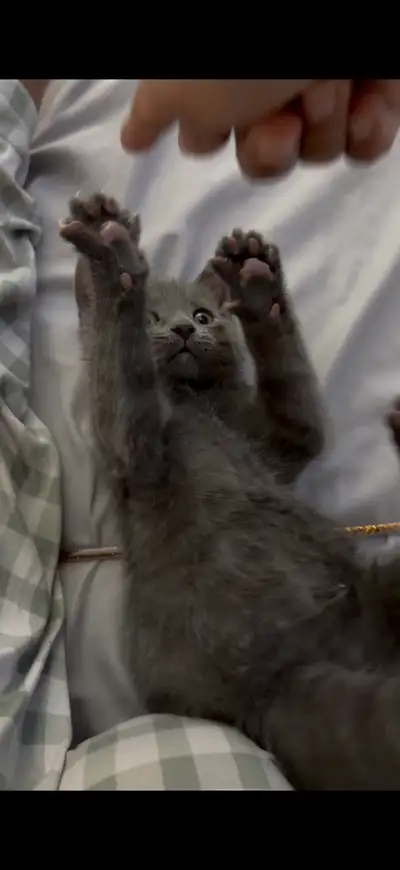 hey guys! i have these four kittens that are ready to be rehomed! Birth date: March 28 not vaccinate...