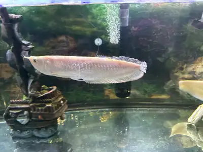 Albino Arowana, View more