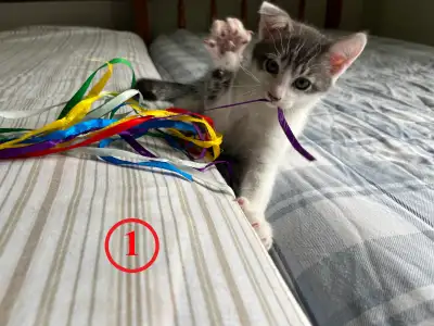❤️ 2 Chatons à Adopter – 2 Mois, Poil court – Voir Vidéo ❤️, View more