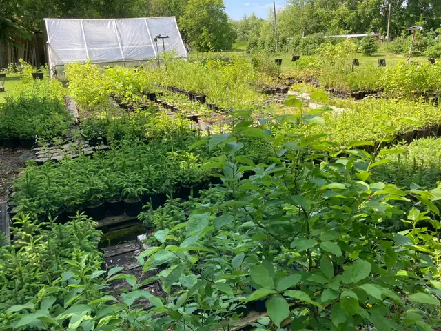 Fall Tree Planting time, container grown576949747744788483