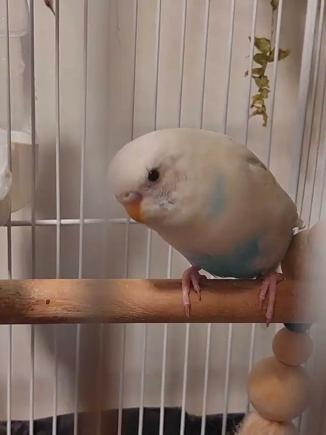 Budgies with cage in Birds for Rehoming in Markham / York Region - Image 7