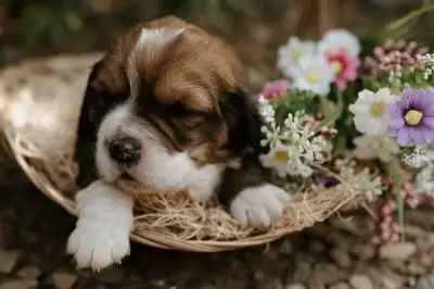 Basset Hound Puppies, View more