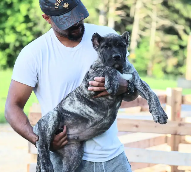 Presa Canario in Dogs & Puppies for Rehoming in City of Toronto - Image 2