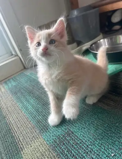 kitten.., View more