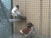 Owl  Pigeons