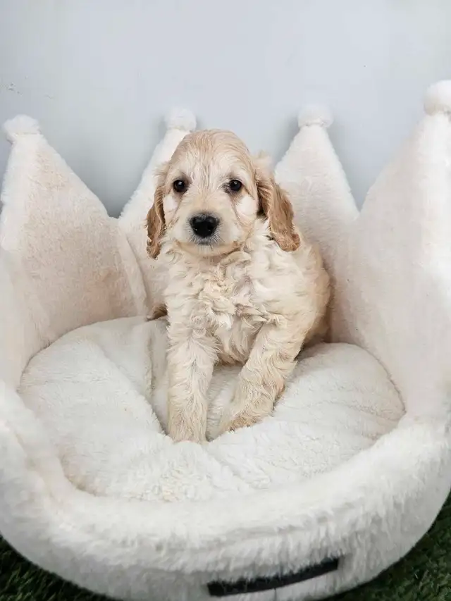 Cockapoo Puppies for Sale in Dogs & Puppies for Rehoming in Oakville / Halton Region - Image 3