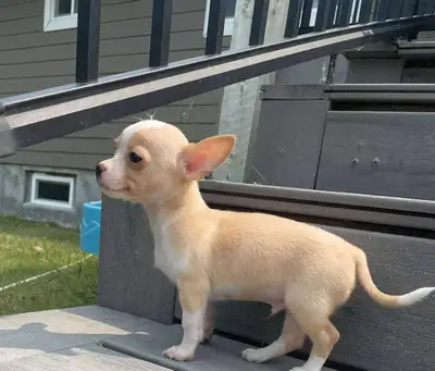 Purebred  male Chihuahua puppy, View more