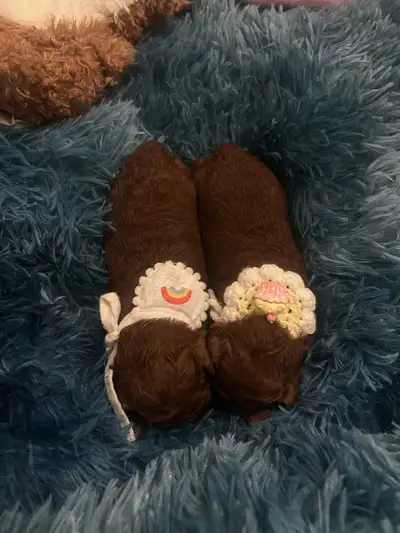 so beautiful dark red toy poodles puppies, View more