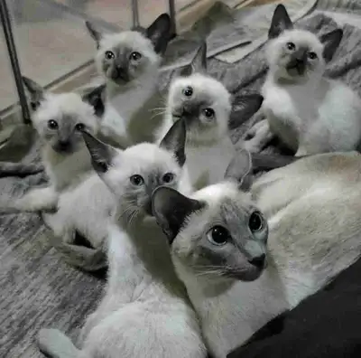 Chaton Siamois de qualité! micropucé, vermifugé etc..., View more