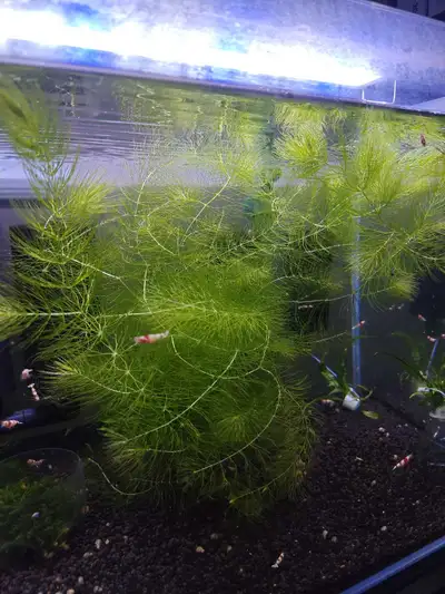 (sold)aquarium plants --- hornwort, View more