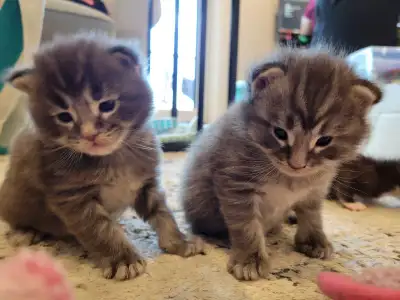 Maine Coon Kittens, View more