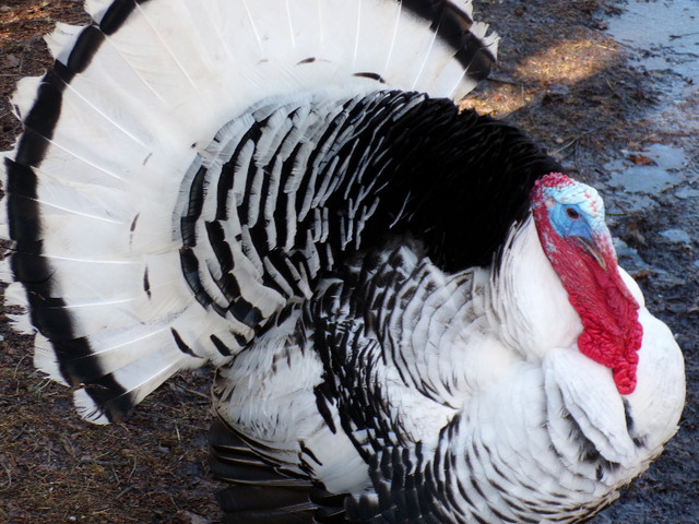 Royal Palm Turkey for sale in Livestock in Quesnel
