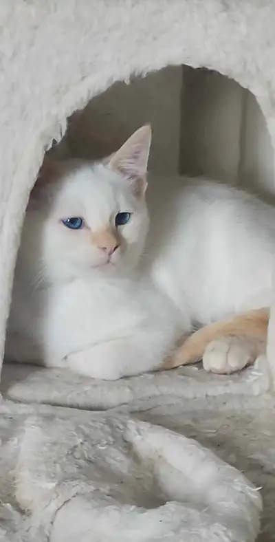 Petit male Affectueux siamois couleur flame point pret a rejoindre sa famille. Personne sérieuse seu...