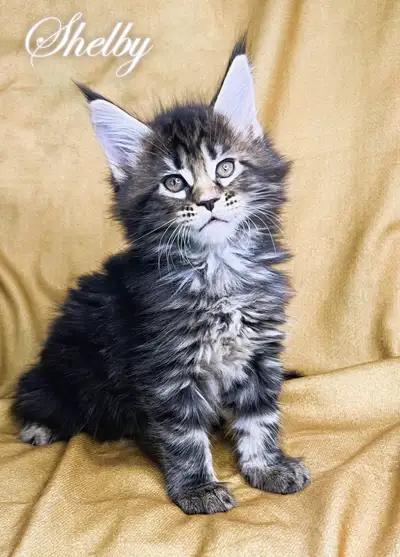 Registered Purebred Maine Coon Kittens, View more