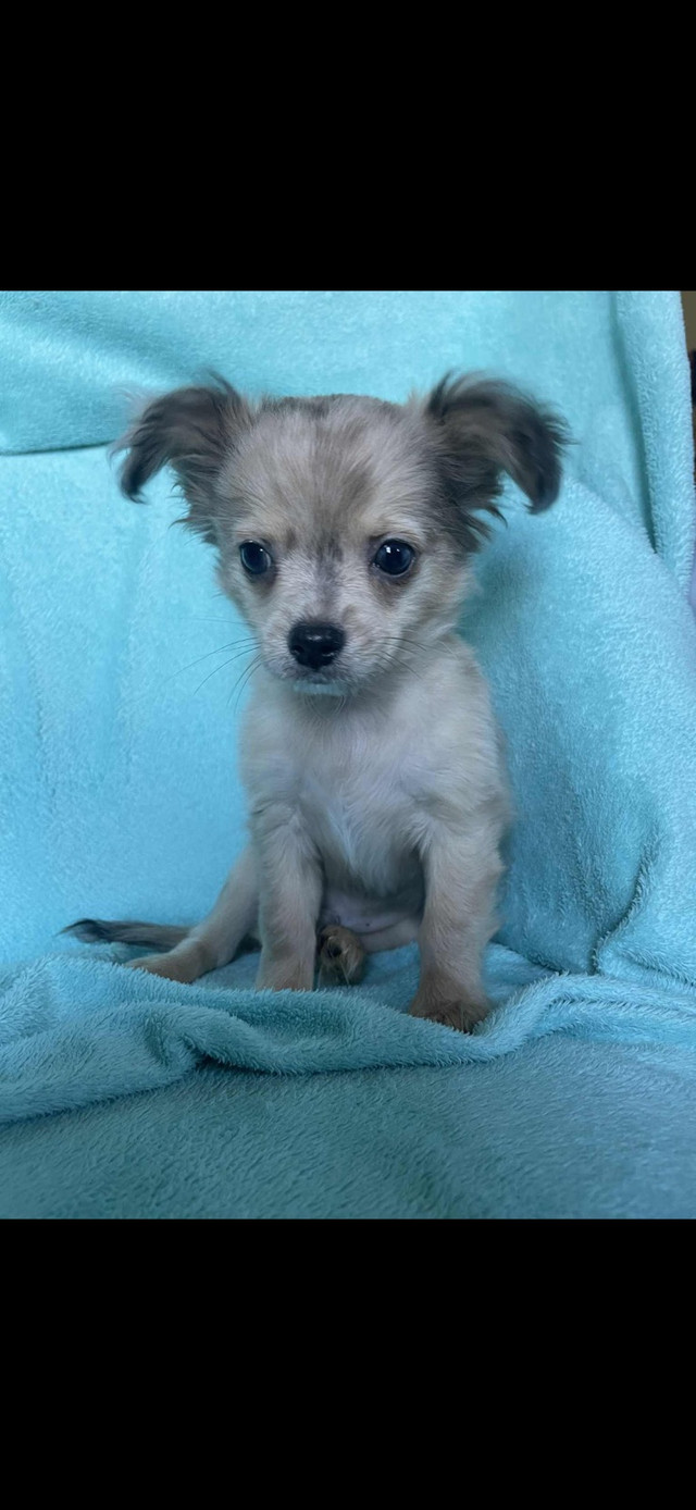 Chihuahua dans Chiens et chiots à adopter  à Ouest de l’Île