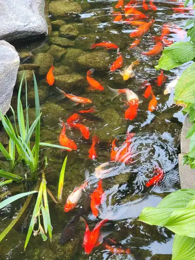 goldfish, View more