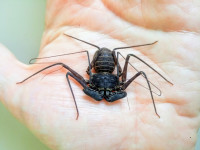 Whip spider (Amblypygi) - Phrynus goesii adult female