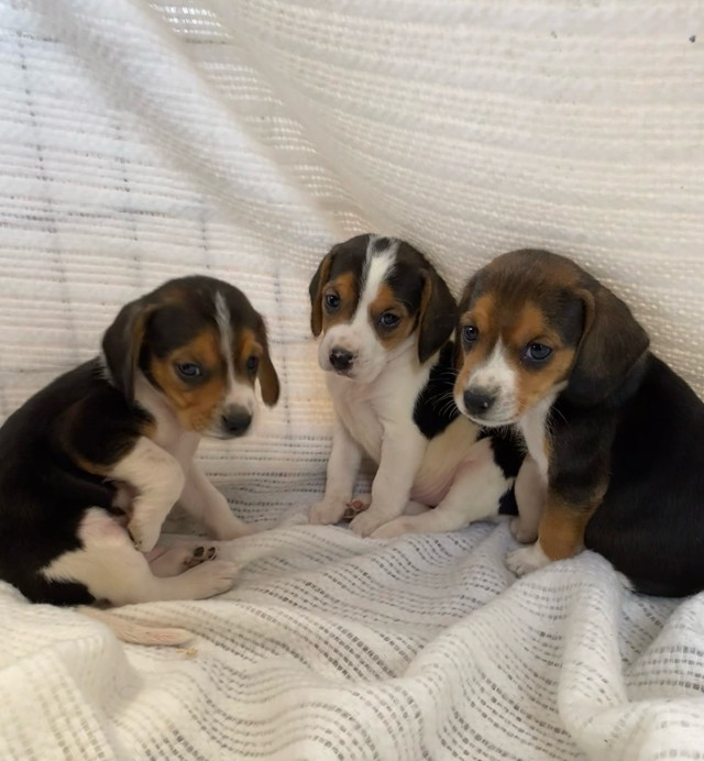 Purebred beagle  in Dogs & Puppies for Rehoming in Sudbury - Image 2