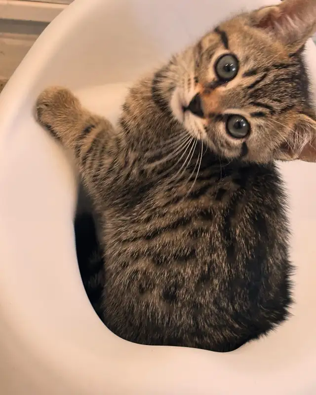 chaton cherche famille in Cats & Kittens for Rehoming in City of Montréal - Image 2