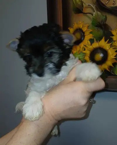 Biewer (Yorkie)Terrier. Girls only., View more