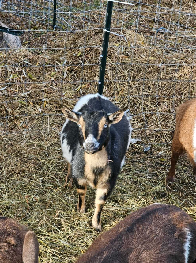 Nigerian dwarf goats in Livestock in Oshawa / Durham Region - Image 2