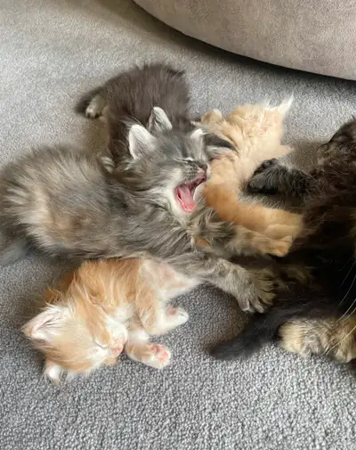 Purebred Maine Coon Kittens For Sale!, View more