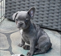 Blue French Bulldog DNA and health tested and 4 panel clear 