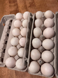 Duck eggs available $7 a dozen organic fed and pasture raised