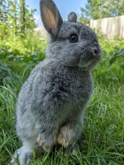 baby Netherland dwarves, View more