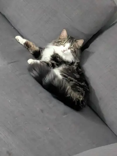 boy cat for rehoming , View more
