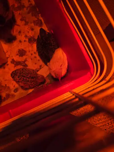 Quail chicks, View more