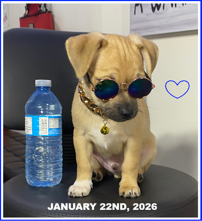 WoW!! ** SWEET LITTLE CHIHUAHUA PUPPIES **  ❤ 1 PUPPY LEFT ❤, View more