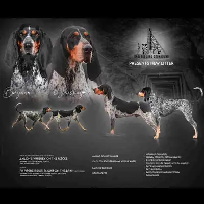 I will have a few select spots open on this litter! IABCA INT/NAT/HR CH UKC GRCCH CH AKC MAJOR POINT...