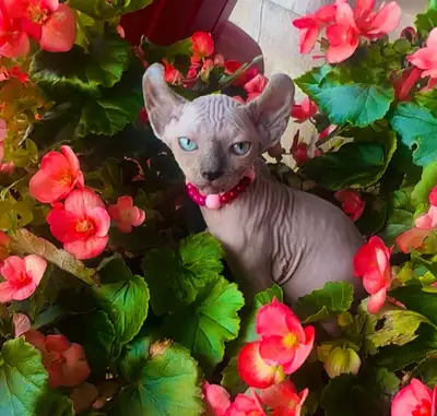 Stunning Sphynx kittens Tica registered, View more