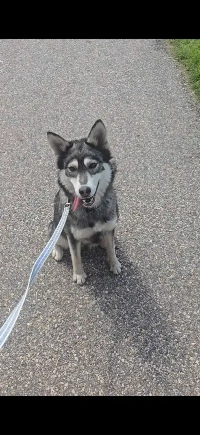 dog needs home, View more