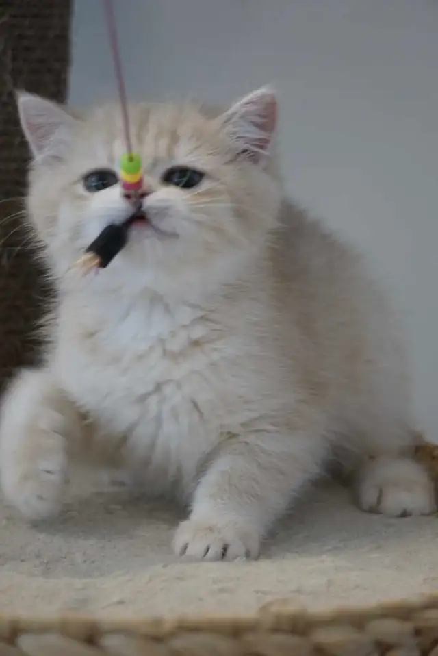 Purebred British shorthair kittens TICA. . in Cats & Kittens for Rehoming in City of Montréal - Image 7