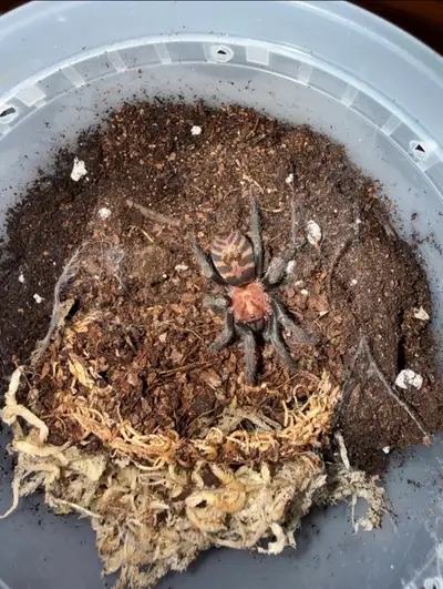 Davus Pentaloris Juveniles! Normally $50 each, on sale for $25 or willing to trade for isopod specie...
