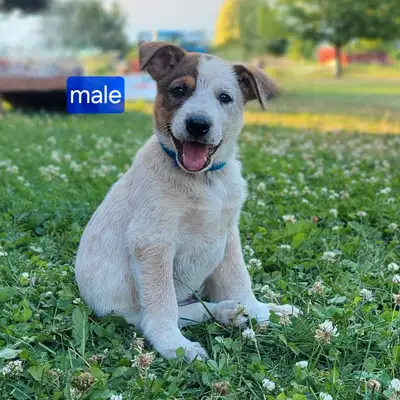 Shepherd/Heeler/Collie Puppies, View more