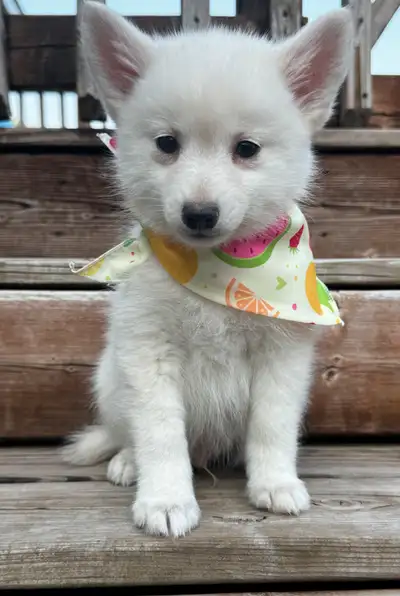 Pomsky F4 Micro, View more