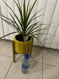 Beautiful house plant with ceramic pot and stand included 