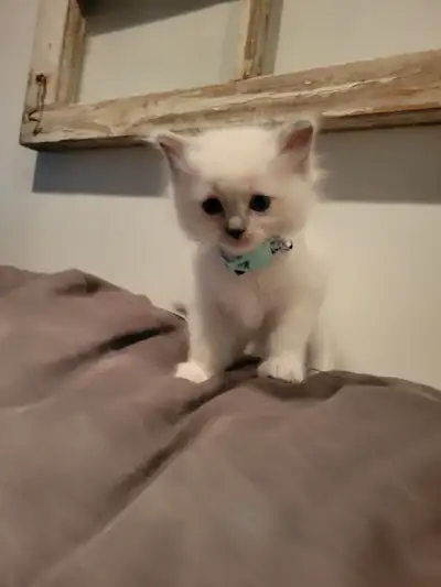 We have a beautiful litter of female ragdoll kittens looking for loving new homes! Born on 30 April...