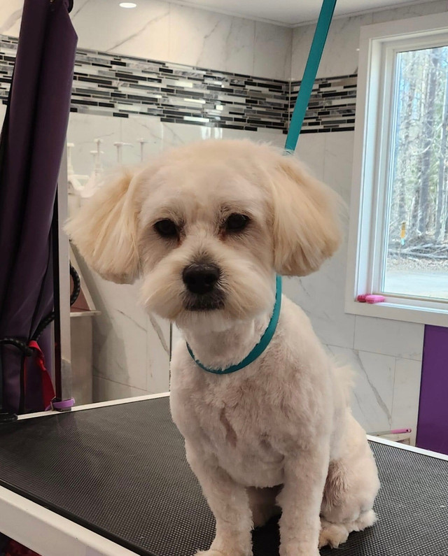 Rehoming Shih Poo in Dogs & Puppies for Rehoming in Petawawa