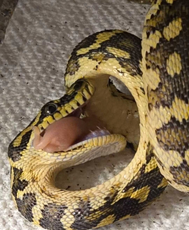 Jungle Carpet python  in Reptiles & Amphibians for Rehoming in Barrie - Image 4