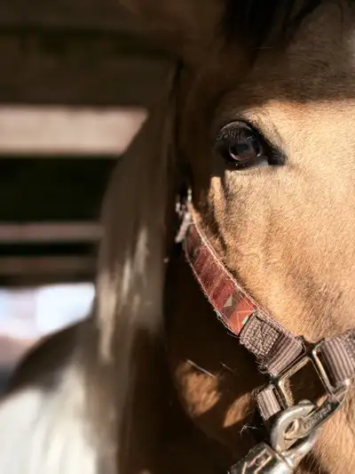 ISO Gelding , View more