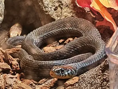 Pair of Lake chapala garter snakes available. Captive bred in Ontario and close to a year old. Femal...