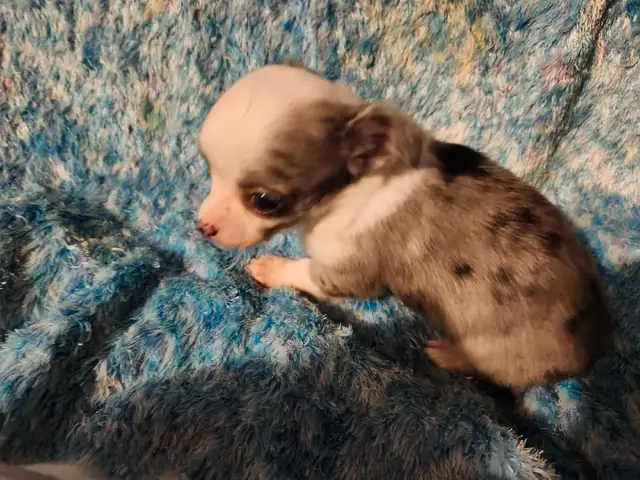 Tiny Paws, Huge Hearts! ❤️ Adorable Chihuahua Puppies in Dogs & Puppies for Rehoming in Edmonton - Image 7