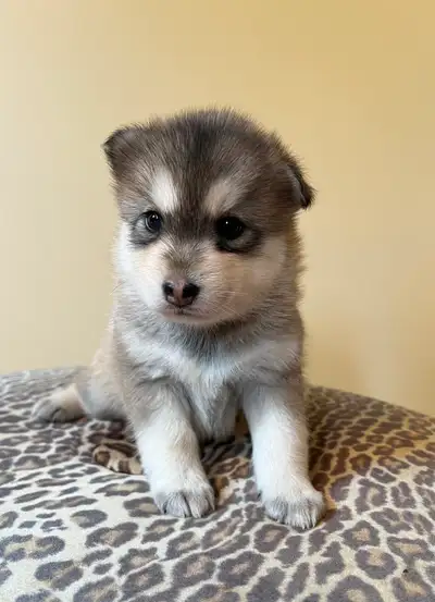 Pomsky puppies, View more