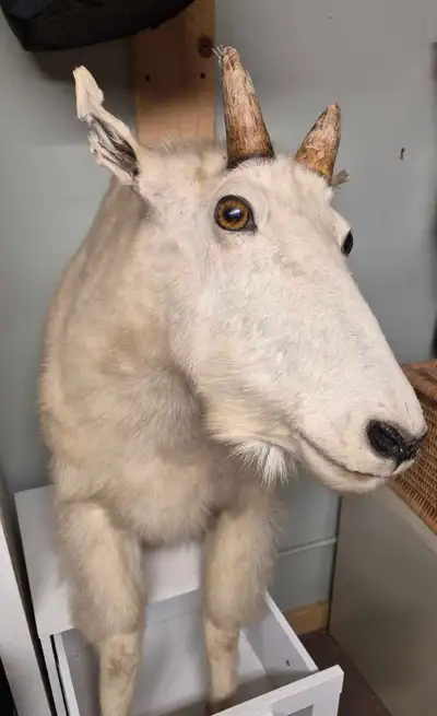 Mountain Goat Taxidermy, View more