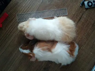 Guinea pigs for sale, View more